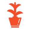 Plante